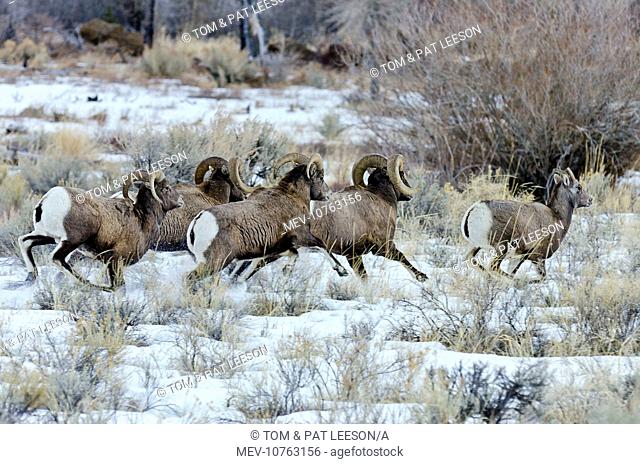 Bighorn Sheep . Rams chasing ewe that they think is ready to mate (estrus) in December snow (Ovis canadensis)
