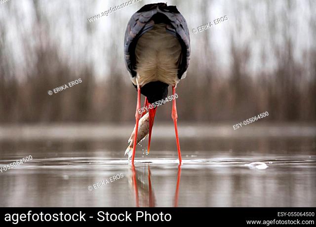 Black stork (Ciconia nigra) fishing on the lake
