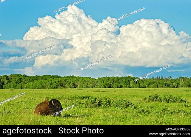 Plains bison (Bison bison bison) on Fescue prairie with thunderhead clouds Riding Mountain National Park, Manitoba, Canada