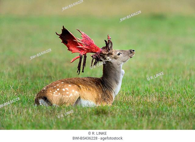 fallow deer (Dama dama, Cervus dama), Deer sweeps the Bast, Germany, Bavaria