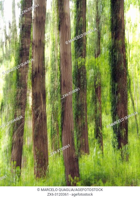 Intentional camera movement. Fir trees (Abies alba) covered by Ivy (Hedera helix) at El Planot - Boixaus site. Montseny Natural Park