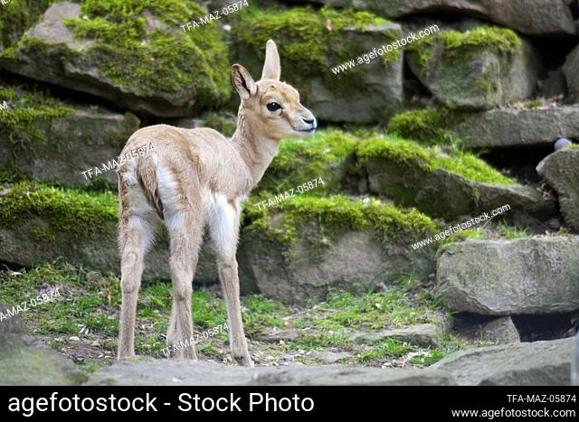 young Goitred Gazelle