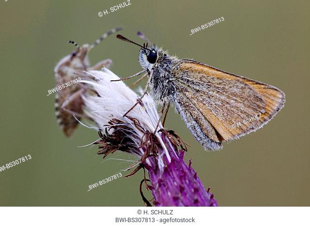 small skipper (Thymelicus sylvestris, Thymelicus flavus), with Sloe Bug, Dolycoris baccarum, on a thistle, Germany, Schleswig-Holstein