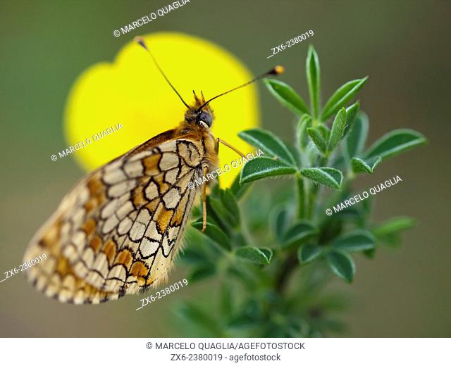Butterfly on broom leaves (Cytisus scoparius). Montseny Natural Park. Barcelona province, Catalonia, Spain