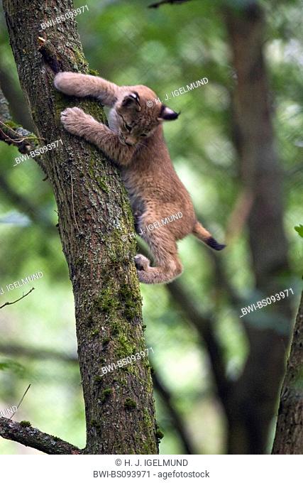 Eurasian lynx (Lynx lynx), pup climbing on a tree, Germany
