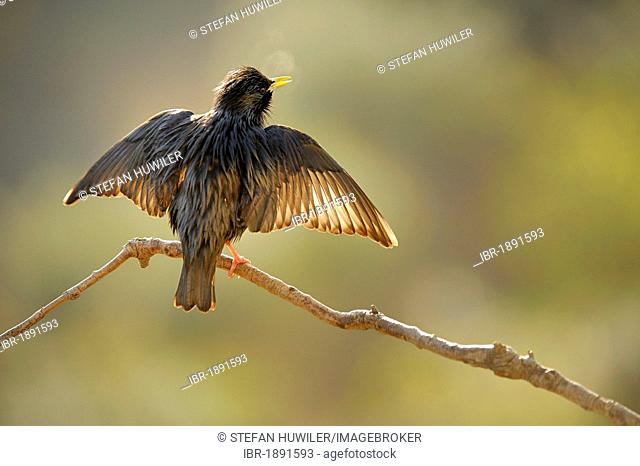 Spotless Starling (Sturnus unicolor), warming its wings in the morning sun