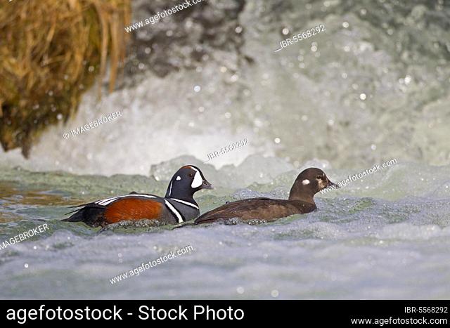 Harlequin Duck (Histrionicus histrionicus) adult pair, breeding plumage, swimming beside waterfall, River Laxa, Myvatn, Iceland, Europe