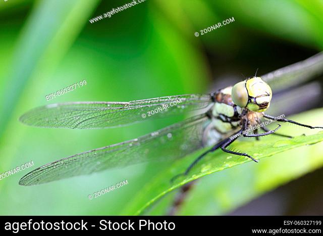 The dragonflies (Odonata) make an order within the class of insects (Insecta)