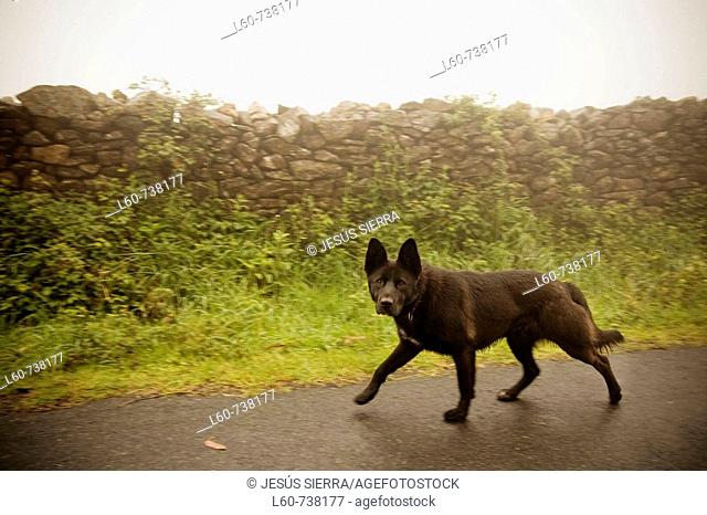 Black dog, Finisterre. La Coruña province, Galicia, Spain