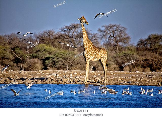 a giraffe near a waterhole at etosha national park namibia