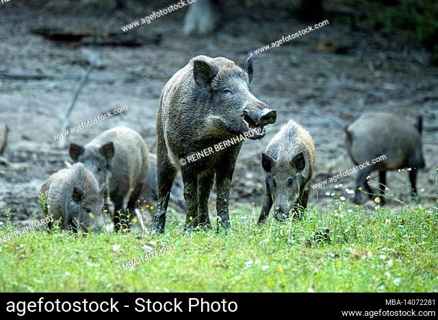 sows in the wallow