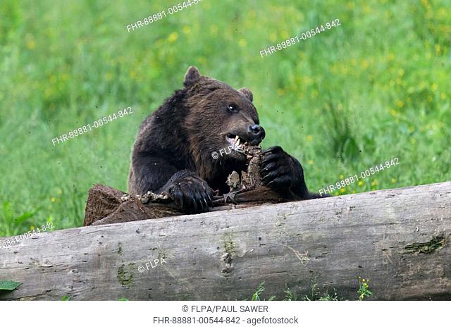 European Brown Bear (Ursus arctos arctos) adult male, feeding on cow carrion, Transylvania, Romania, June