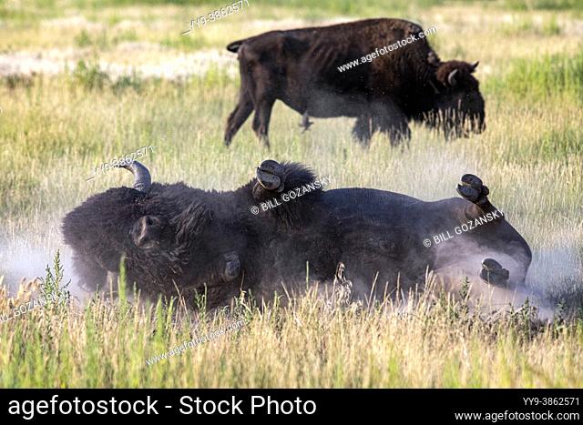 American Bison (Bison bison) rolling in dirt (wallowing) - Rocky Mountain Arsenal National Wildlife Refuge, Commerce City, near Denver, Colorado [Image Series]