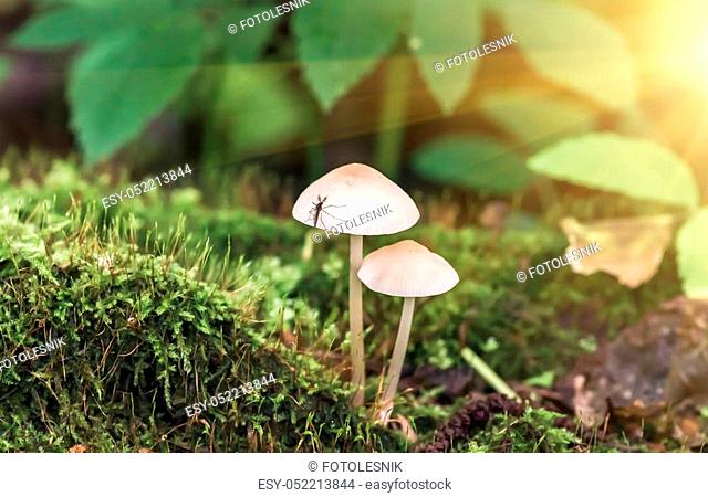Inedible mushrooms and moss growing in the forest