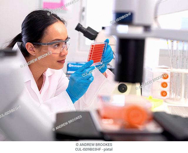 Scientist preparing a micro plate with blood samples for medical testing in a laboratory