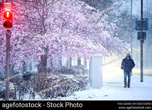01 April 2022, Lower Saxony, Laatzen: Snow lies on a blooming ornamental cherry tree in the Hanover region. Photo: Julian Stratenschulte/dpa