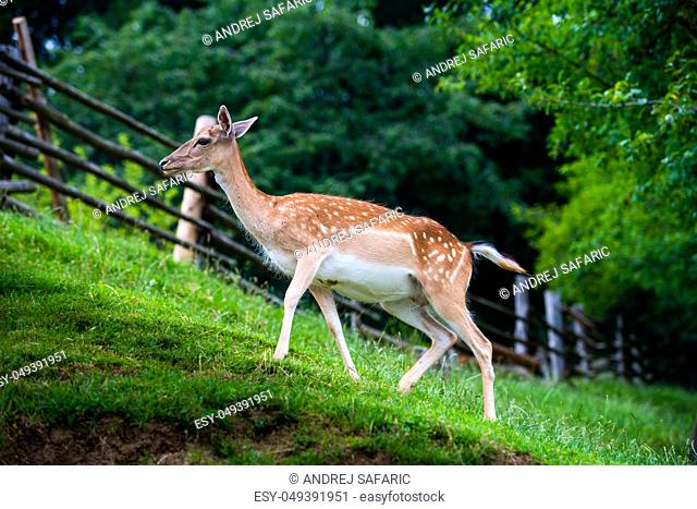 Fallow deer, Dama dama, grasing on meadow, closeup on deer farm in Olimje, Slovenia
