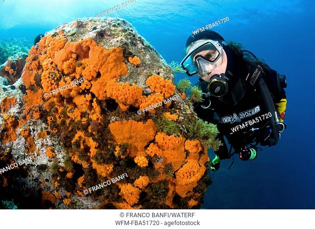 Scuba Diver and Warm Water Coral and red encrustating Sponge, Astroides calycularis, Marettimo, Aegadian Islands, Sicily, Mediterranean Sea, Italy