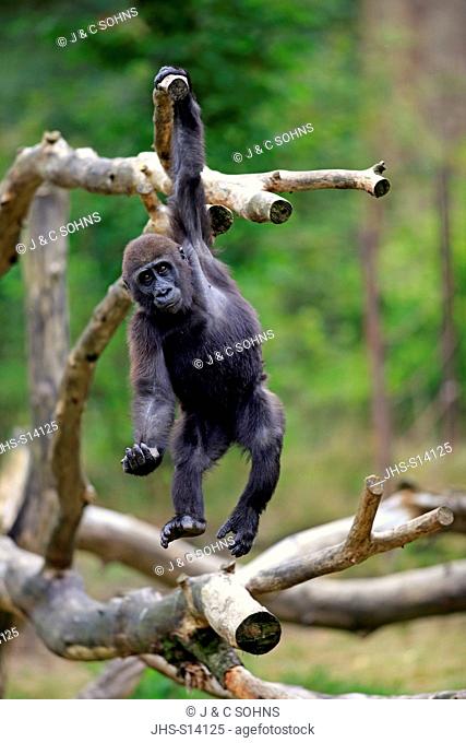 Lowland Gorilla, (Gorilla gorilla), young impressing, Africa
