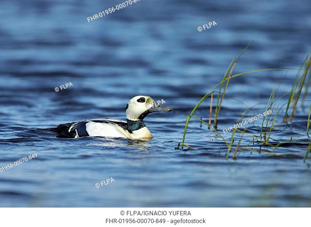 Steller's Eider (Polysticta stelleri) adult male, breeding plumage, swimming on tundra pool, near Barrow, Alaska, U.S.A., June
