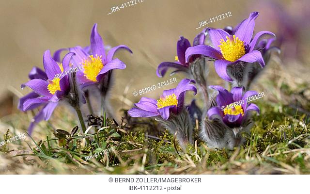 Pasque flower (Pulsatilla vulgaris), Swabian Alb Biosphere Reserve, Baden-Württemberg, Germany