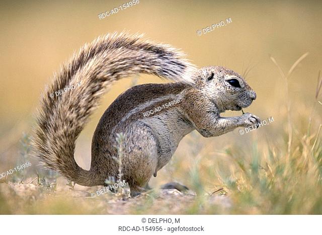 Cape Ground Squirrel Etosha national park Namibia Xerus inauris side
