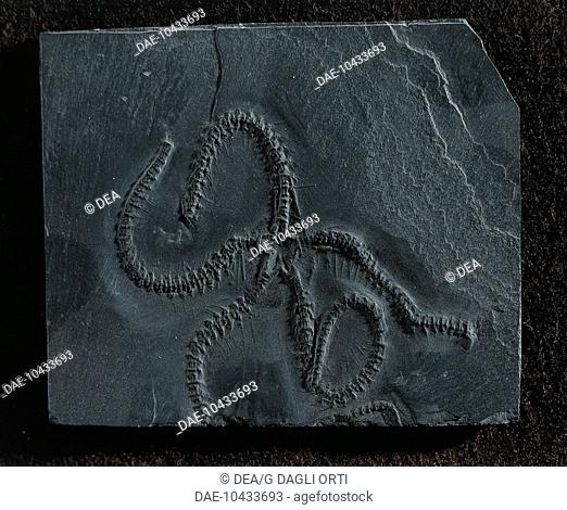 Fossils - Deuterostomia - Echinodermata - Ophiuroidea - Ophiura primigenia - Devonian