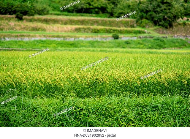 Rice Field in Summer
