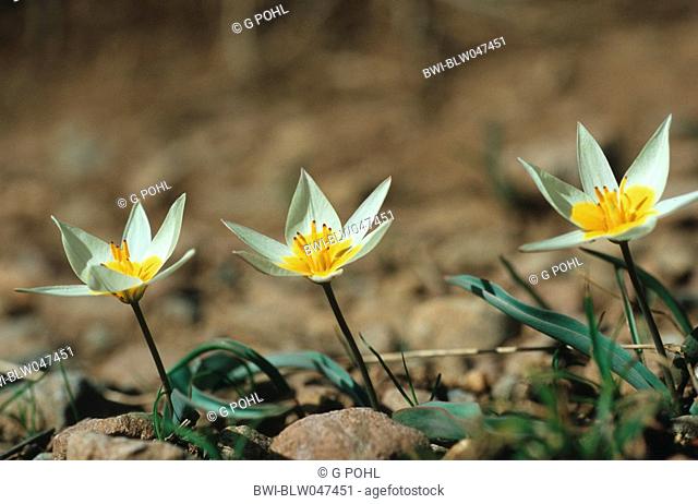 Wild Tulip Tulipa bifloriformis, three blooming plants, Uzbekistan, Tashkent, Tien Shan