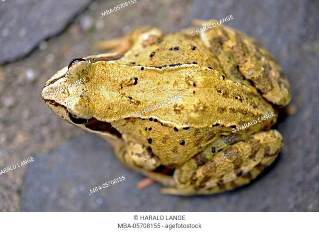 Grass frog, Rana temporaria
