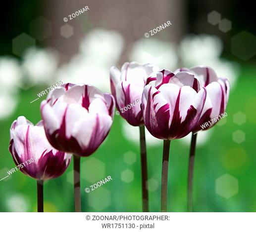 Bright tulips in the spring