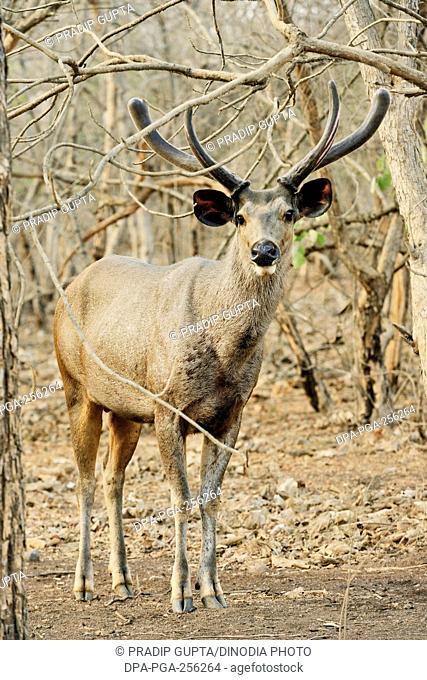 Sambar deer in gir national park, Gujarat, india, asia