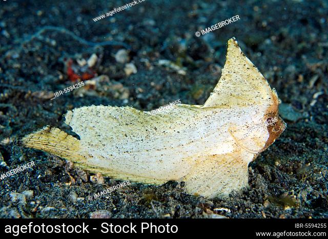 Spiny waspfish (Ablabys macracanthus), Other animals, Fish, Animals, Dragonfish, Spiny Waspfish adult, resting on black sand, Lembeh Straits, Sulawesi