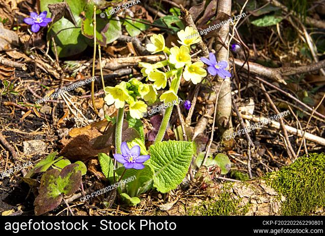 Primula veris, common cowslip, primrose, and Anemone hepatica (Hepatica nobilis), the common hepatica, liverwort, kidneywort, pennywort