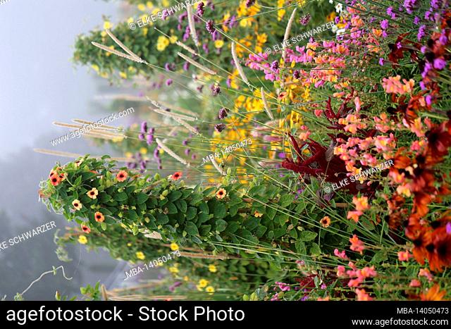 bed with black-eyed susanne, verbena bonariensis, snapdragons, grass and sun hat in the fog
