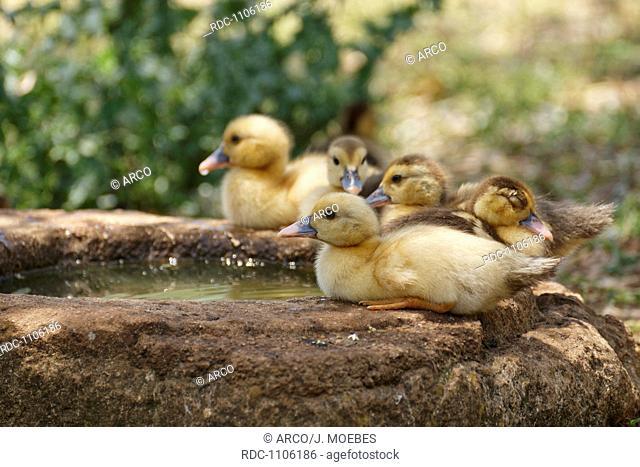 ducklings at the trough, Portugal, Europe