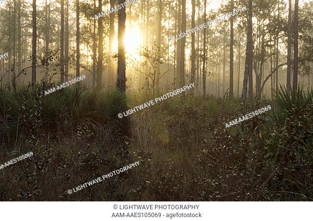 Foggy Sunrise in Pine Flatwoods, Highlands Hammock SP