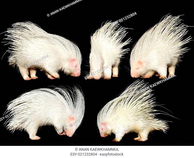 collection of porcupine isolated