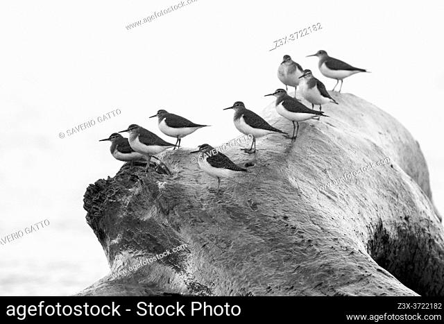 Common Sandpiper (Actitis hypoleucos), a flock resting on a dead trunk, Campania, Italy