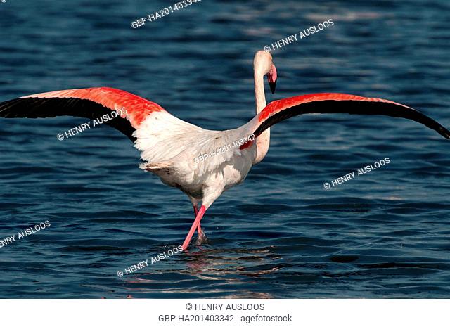 França, Camargue, Flamingo, Phoenicopterus roseus, 03/05/2011
