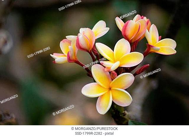 Close-up of Frangipani flowers, Big Island, Hawaii, USA