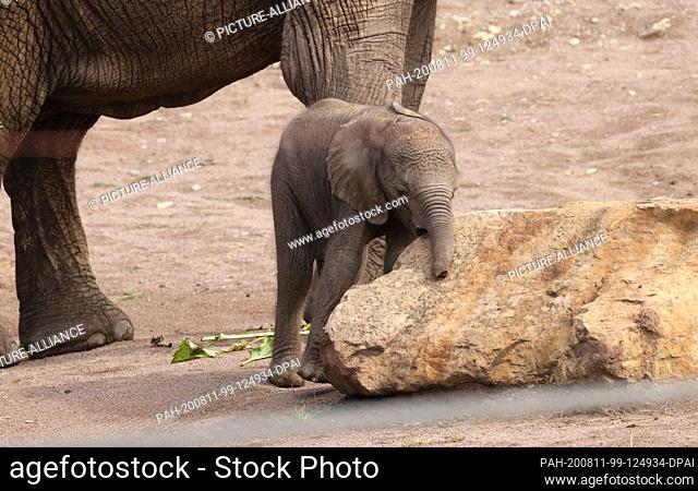 11 August 2020, Thuringia, Erfurt: The baby elephant born on 05.08.2020 walks with its mother ""Chupa"" through the outdoor enclosure in the zoo park