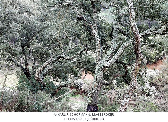 Wood of cork oaks (Quercus suber), Massif des Maures mountain range, Provence-Alpes-Côte d'Azur region, France, Europe
