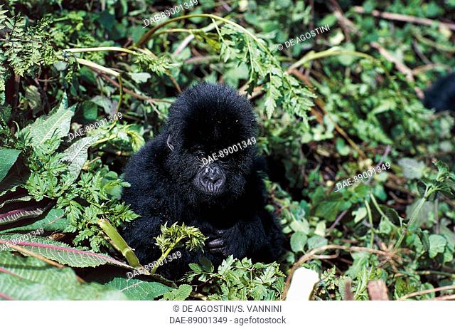 Eastern mountain gorilla (Gorilla beringei beringei), Hominidae, Kinigi, Rwanda