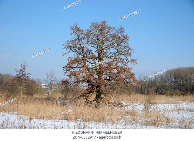 Quercus robur, Stieleiche, German oak, im Winter