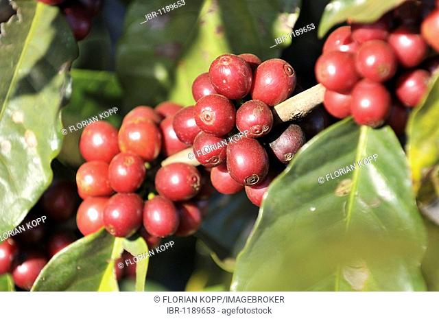 Ripening coffee beans on a coffee plantation, Uberlandia, Minas Gerais, Brazil, South America
