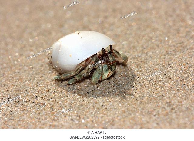 left-handed hermit crabs Diogenidae, in a white snail shell, Thailand, Khao lak NP