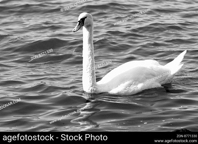 Photo of white swan in the lake - BW