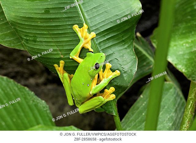 Parachuting or Flying Leaf Frog, Agalychnis spurelli, inhabits tropical rainforests from Costa Rica to Ecuador. It can glide up to 50 feet using its large...