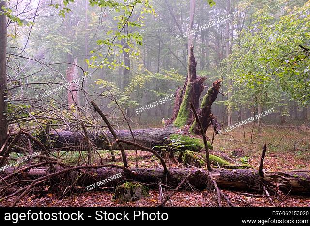 Misty morning in autumnal natural deciduous forest with old broken spruces in foreground, Bialowieza Forest, Poland, Europe